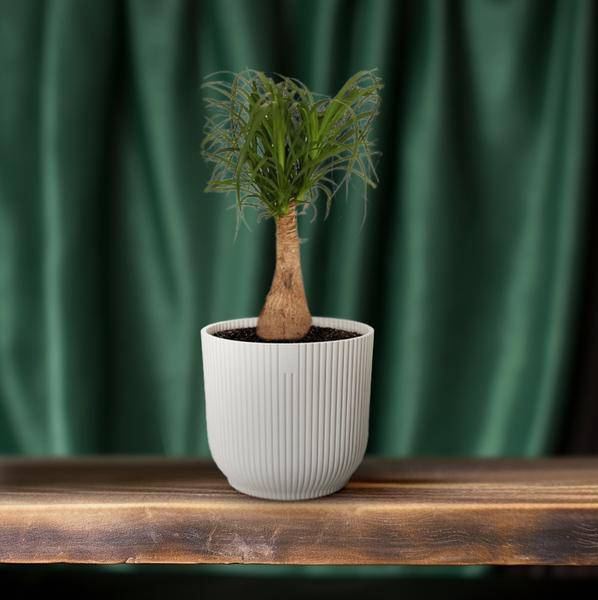 Elefantenfuß - Beaucarnea Nolina - Zimmerpflanze - Ø19cm - ↕60cm