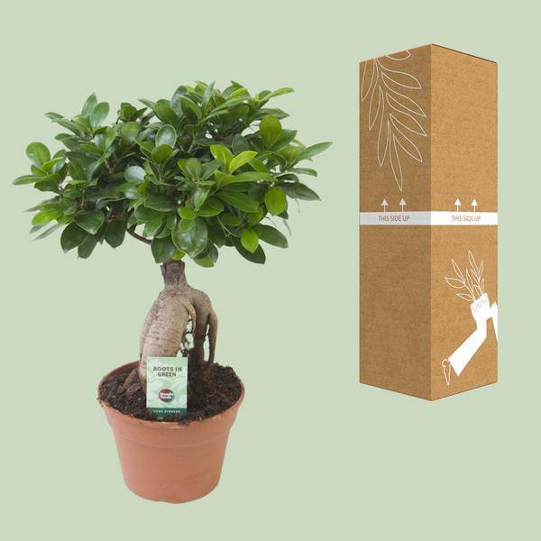 Chinesische Feige - Ficus Ginseng - Zimmerpflanze - Ø17cm - ↕40cm