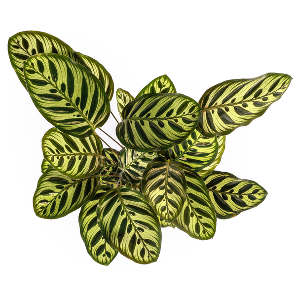 Calathea Makoyana Pfauen-Korbmaranthe – Zimmerpflanze Ø17cm – ca. 40-50cm hoch – Dekorative Blätter mit roter Unterseite