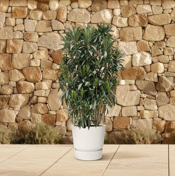 Rosenlorbeere - Nerium Oleander Strauch - 190cm - ø55cm