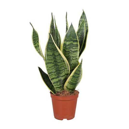 Bogenhanf - Sansevieria Trifasciata Futura Superba - Zimmerpflanze - Ø12cm - ↕40cm