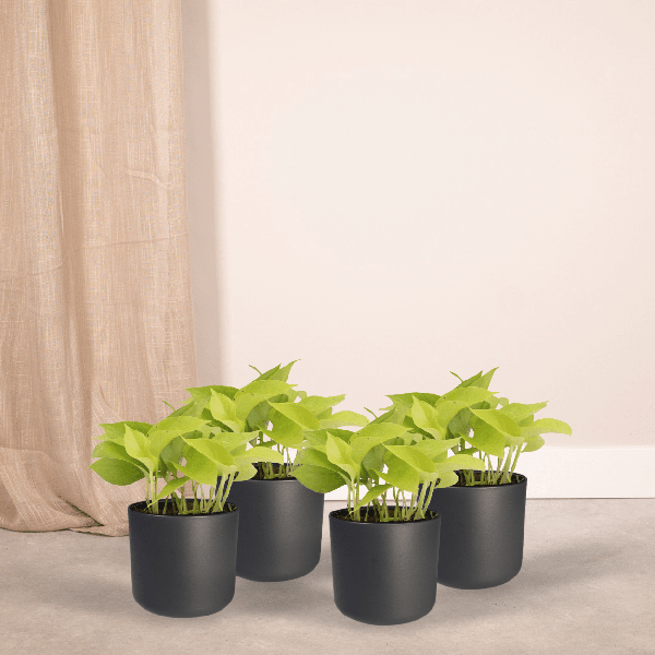 Efeutute - Epipremnum Golden Pothos Scindapsus - Zimmerpflanze - Ø12cm - ↕15cm - 4 Stück
