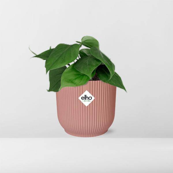 Baumfreund - Philodendron Scandens - Zimmerpflanze + Topf Vibes Fold 14cm Rosa