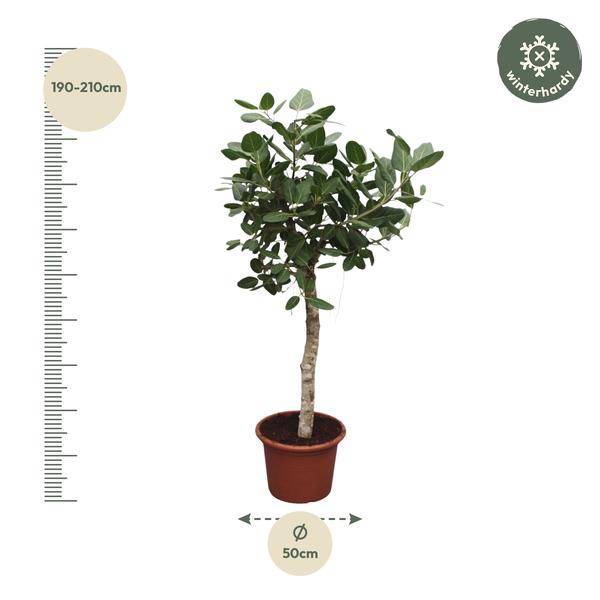 Banyan-Feige Ficus Benghalensis – 200cm hoch – Ø50cm – Exklusive Zimmerpflanze mit großen glänzenden Blättern – Pflegeleicht & robust – Für Wohnzimmer, Büro & Innenräume