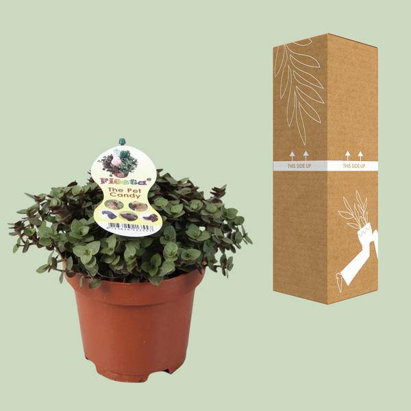 Kriechendes Schönpolster - Callisia Repens - Zimmerpflanze - Ø12cm - ↕17cm