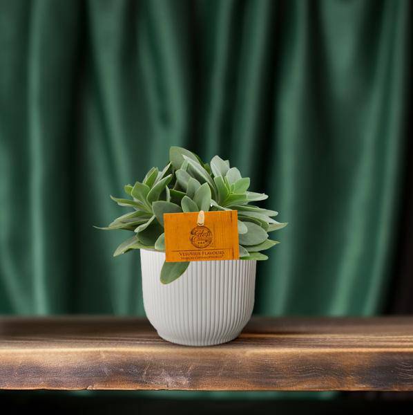 Senecio Cephalophorus – Kreuzkraut Ruby Slippers – Sukkulente Zimmerpflanze oder Gartenpflanze – Ø10.5cm – Höhe ca. 15cm