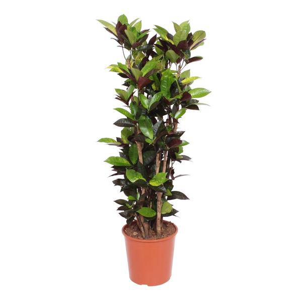 Wunderstrauch - Codiaeum Iceton Croton Iceton - Zimmerpflanze - 140 cm - ø27cm