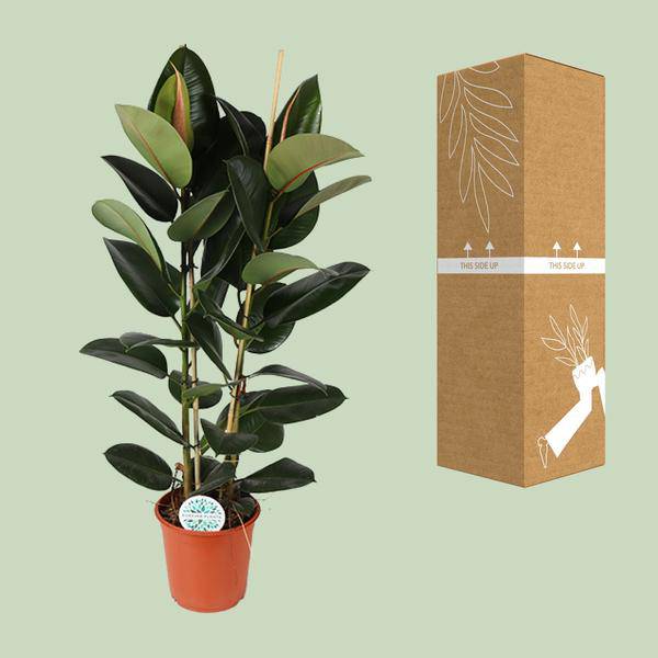 Gummibaum - Ficus Elastica Robusta - Zimmerpflanze - Ø24cm - ↕110cm