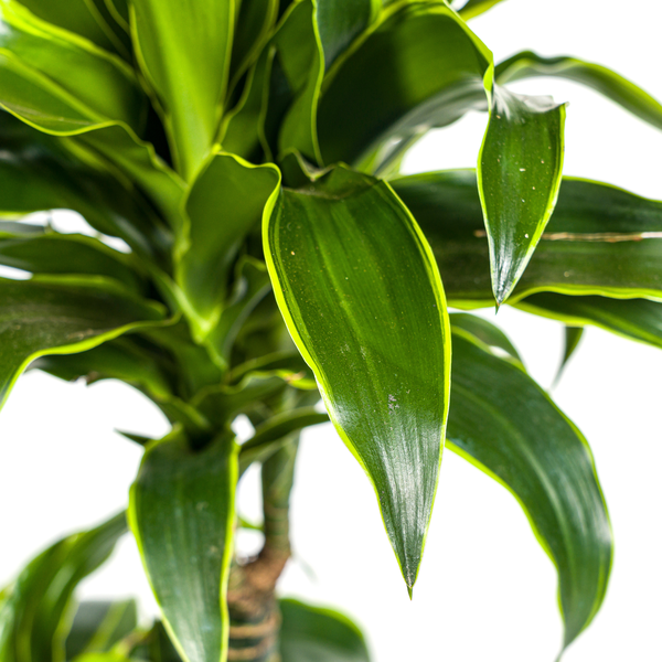 Dracaena Deremensis Dorado – Drachenbaum – Zimmerpflanze – Ø21cm – Höhe 100–120cm – Dunkelgrüne Blätter mit gelbem Rand – Pflegeleicht & dekorativ
