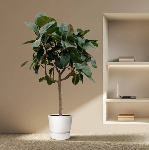 Gummibaum – Ficus Elastica Robusta – 200 cm hoch – Ø40 cm Topf – Große Zimmerpflanze mit glänzenden Blättern – Pflegeleicht & luftreinigend – Ideal für Wohnzimmer & Büro