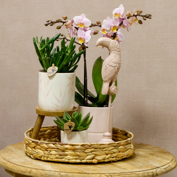 Pflanzenset Vintage Pink - Grünpflanzen mit pinker Phalaenopsis Orchidee im Vintage Pink Ziertopf und Zubehör