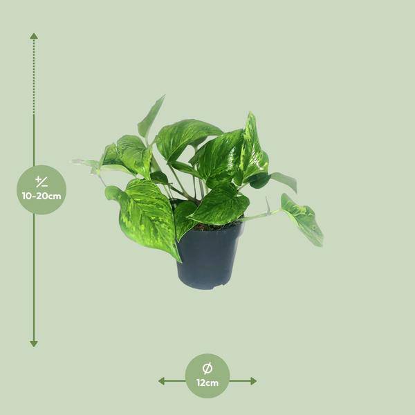 Efeutute Scindapsus Pictus Trebie – Zimmerpflanze im Ø12 cm Topf – ca. 20 cm hoch – Herzförmige Blätter mit silbernen Mustern – Pflegeleicht & luftreinigend