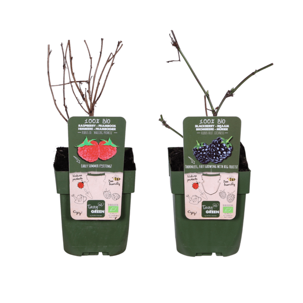 Bio Beeren-Mix – Himbeere 'Malling Promise' + Brombeere 'Loch Ness'– Robuste & ertragreiche Bio-Pflanzen – Für Garten, Balkon & Terrasse