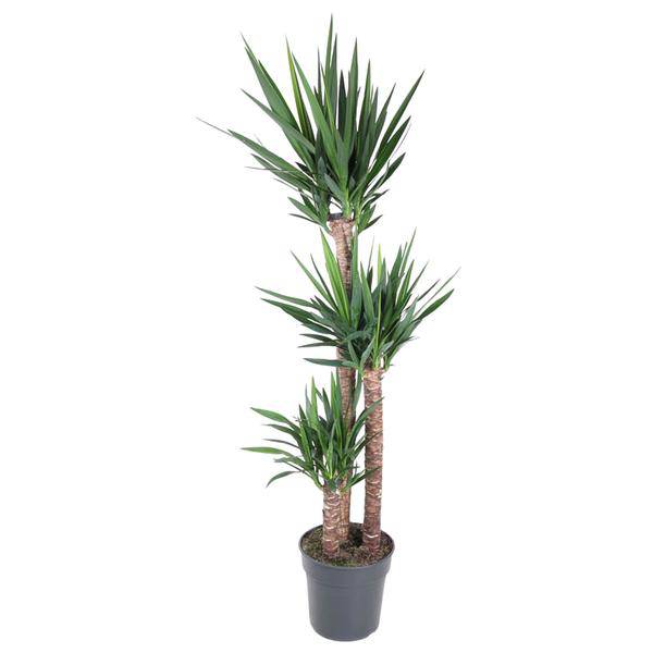 Riesen-Palmlilie - Yucca Elephantipes - Zimmerpflanze - 170cm - ø31cm