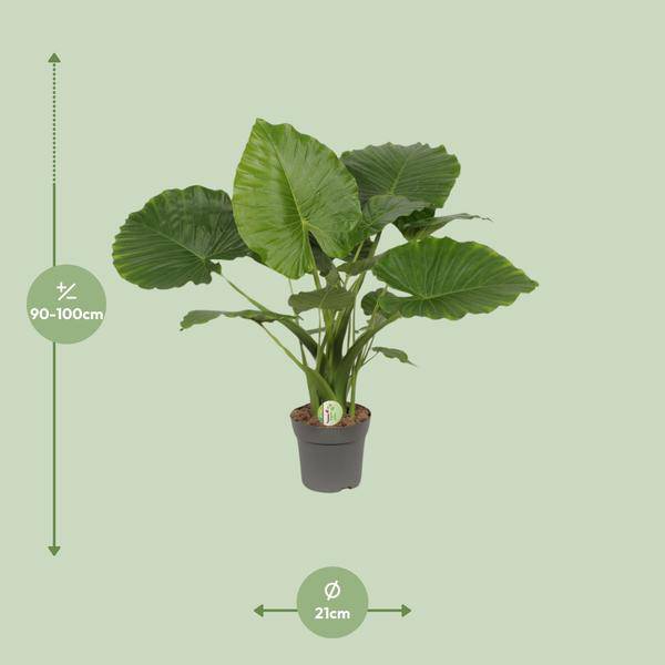 Elefantenohr - Alocasia gageana 'California' - Zimmerpflanze - Ø21cm - ↕80cm