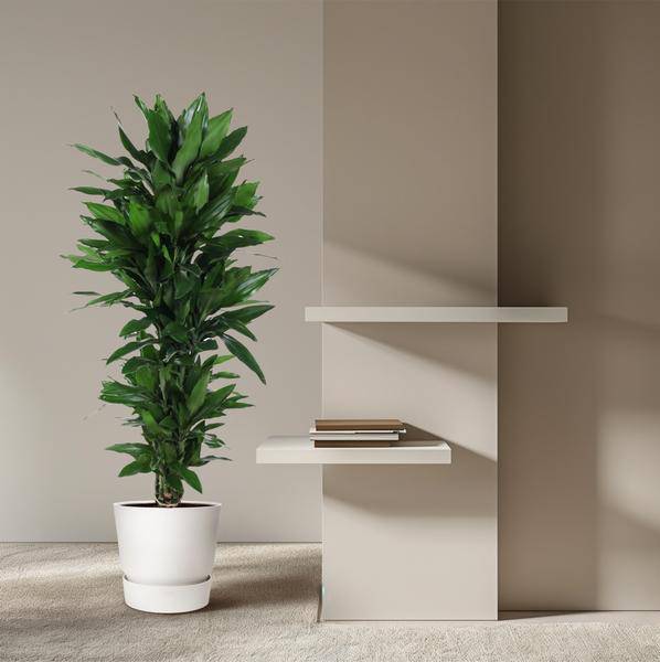 Drachenbaum – Dracaena Janet Lind 130cm – Ø31cm – Zimmerpflanze mit breiten dunkelgrünen Blättern – Pflegeleichte robuste Grünpflanze für Wohnzimmer, Büro & Wintergarten