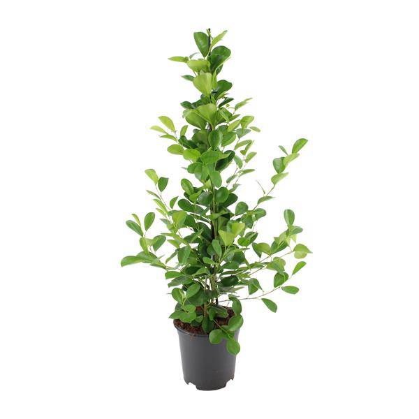 Chinesische Feige - Ficus microcarpa Moclame - Zimmerpflanze - Ø21cm - ↕95cm