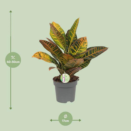Wunderstrauch Codiaeum 'Petra' – Croton – Ø17cm x H45cm – Bunt gemusterte Zimmerpflanze – Tropisches Laub in Rot, Gelb & Grün – Für Halbschatten – Pflegeleicht