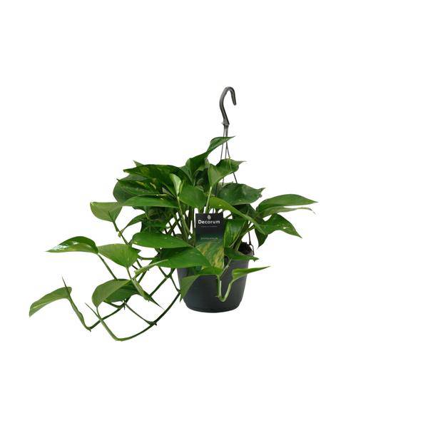 Efeutute - Scindapsus Epipremnum - Zimmerpflanze - Ø15cm - ↕45cm