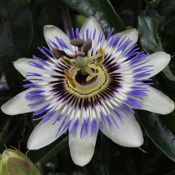 Passionsblume - Passiflora Blau caerulea - Ø15cm - ↕65cm