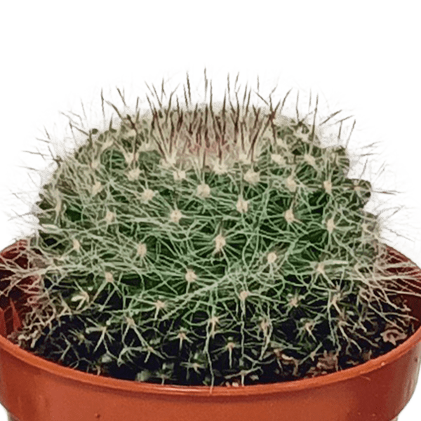 Kakteen - Mix - 5,5 cm - 10 Stück