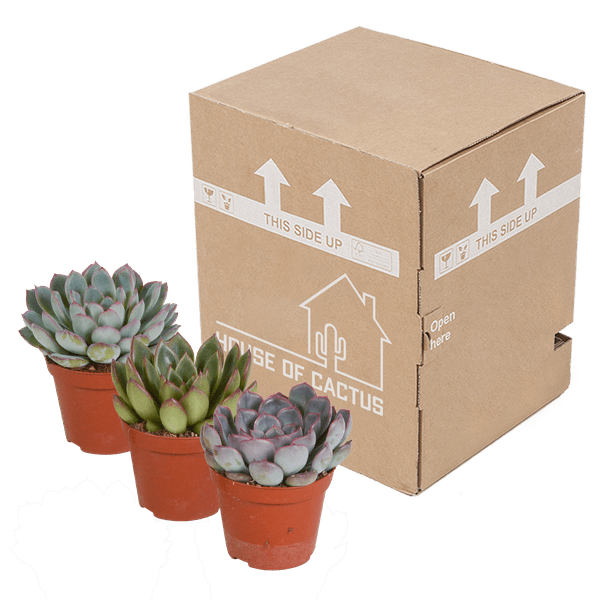 Steinrose - Echeveria Mix - 8,5cm - Zimmerpflanze - Sukkulente - 3 Stück