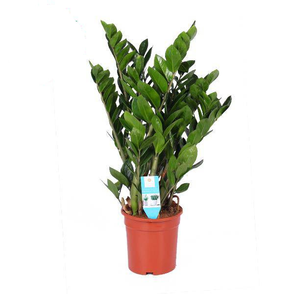 Glücksfeder - Zamioculcas Zamiifolia - Zimmerpflanze - Ø21cm - ↕95cm