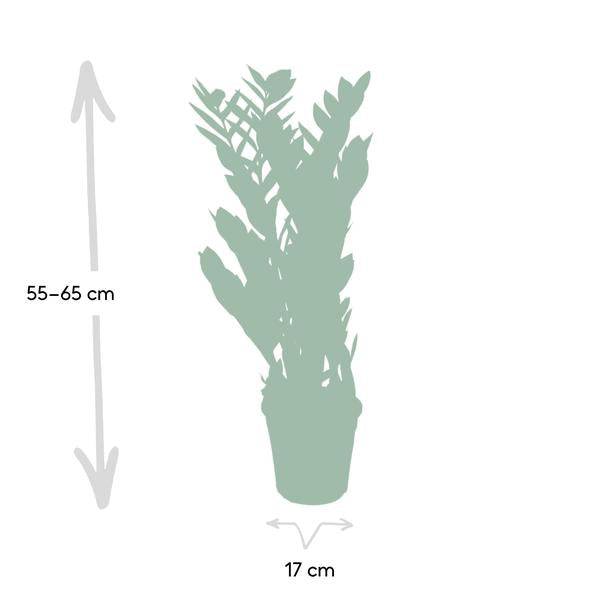 Glücksfeder Zamioculcas Zamiifolia – Zimmerpflanze – Ø 17cm – Höhe 70cm – Pflegeleicht & Wasserspeichernd – Halbschatten geeignet