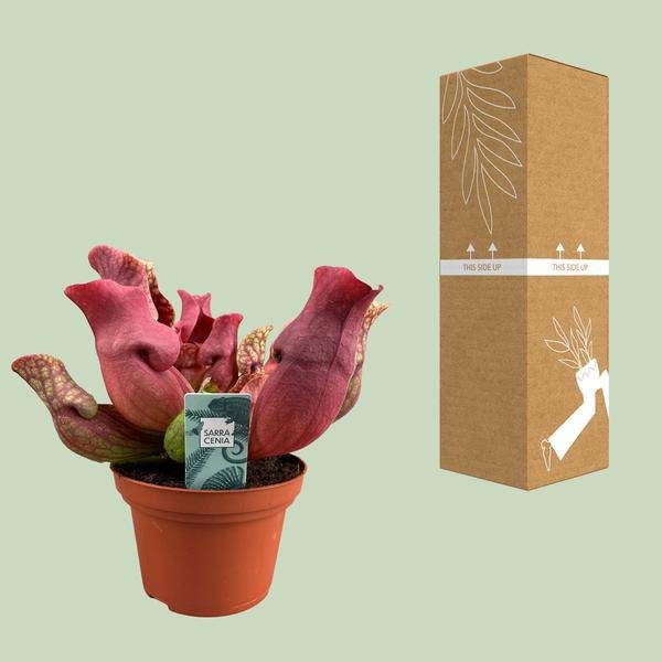 Fleischfressende Pflanze Sarracenia Maroon – Schlauchpflanze – Ø12cm – ↕23cm – Exotische Zimmerpflanze mit auffälligen Kannen – Pflegeleicht & luftreinigend – Für Innen & geschützte Außenbereiche