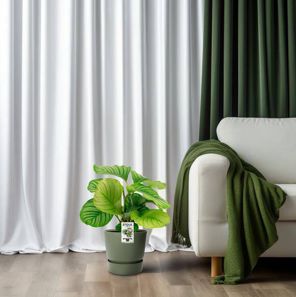 Korbmarante Calathea Orbifolia – Zimmerpflanze – Ø14cm – 45cm Höhe – tropisches Blattwunder – pflegeleicht & luftreinigend