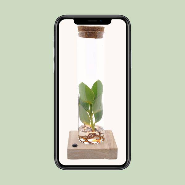 Clusia Im Röhrenglas + LED - Ø5cm - ↕10cm