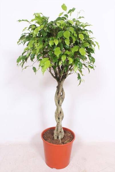 Ficus Exotica – Birkenfeige Zimmerpflanze – Ø30cm – ca. 120cm hoch – Exotische Grünpflanze mit glänzendem Laub – Pflegeleicht & dekorativ – Für helle Innenräume