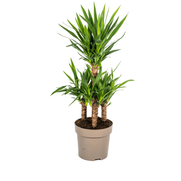 Yucca Elephantipes – Riesen-Palmlilie – Zimmerpflanze – Ø30 cm Topf – Höhe ca. 100 cm – Pflegeleicht & dekorativ