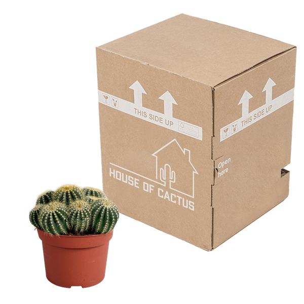 Kaktus - Eriocactus warasii - Zimmerpflanze - Sukkulente - 12cm