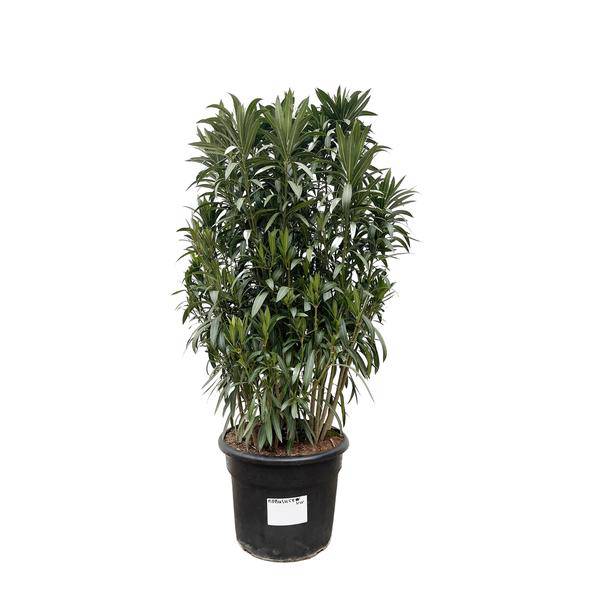 Rosenlorbeere - Nerium Oleander Strauch - 190cm - ø55cm
