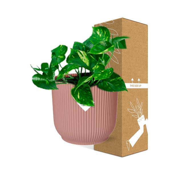 Efeutute - Epipremnum Pinnatum 'Aureum' - Zimmerpflanze + Topf Vibes Fold 14cm Rosa
