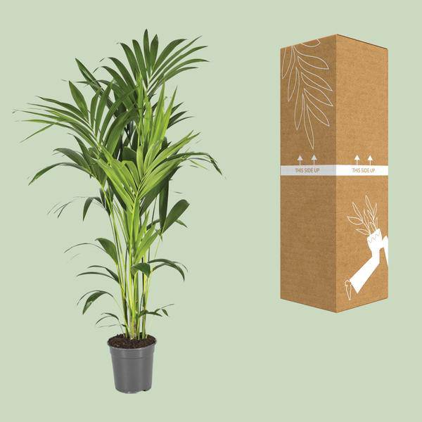 Kentiapalme - Howea Forsteriana - Zimmerpflanze - Ø21cm - ↕130cm