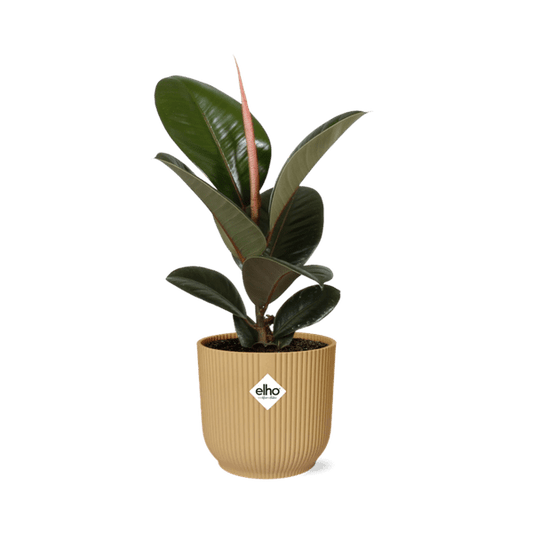 Gummibaum Ficus Elastica 'Robusta' – Zimmerpflanze inkl. Ziertopf Vibes Fold Gelb Ø14cm – Pflegeleichte Grünpflanze mit glänzenden Blättern – Luftreinigend & dekorativ – Für Wohnzimmer & Büro