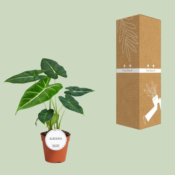 Alocasia Frydek – Pfeilblatt – Elefantenohr – Exotische Zimmerpflanze mit pfeilförmigen Blättern – Ø12cm – ↕35cm