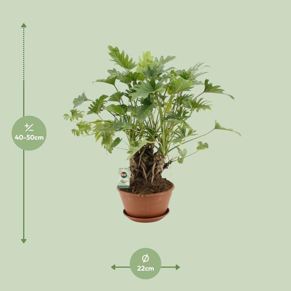 Baumfreund - Philodendron Xanadu - Zimmerpflanze - Ø22cm - ↕50cm