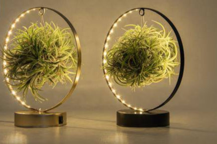 Tillandsia – Luftpflanze – LED Edition Mix – Ø11cm – ↕23cm – 2 Stück – Dekopflanze mit LED-Beleuchtung – Pflegeleichte Zimmerpflanzen ohne Erde für modernes Wohnen & kreative Dekoration