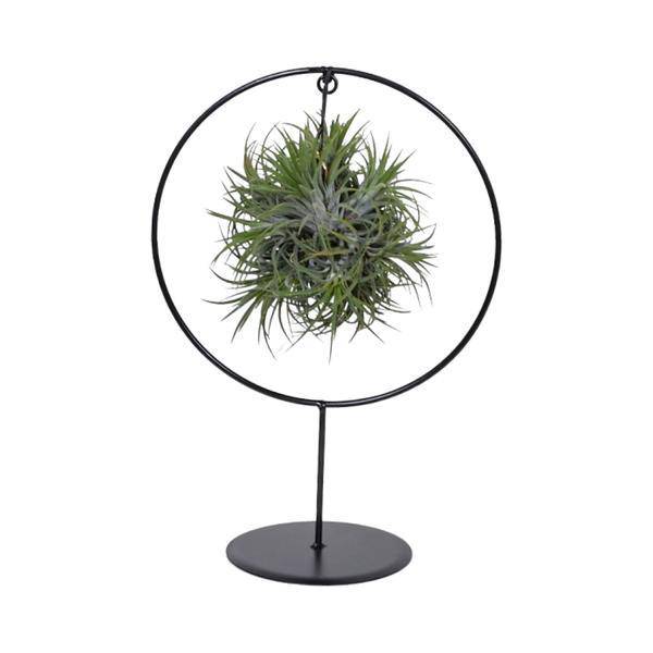 Luftpflanze - Tillandsia Ring Mix - Zimmerpflanze - Ø17cm - ↕30cm
