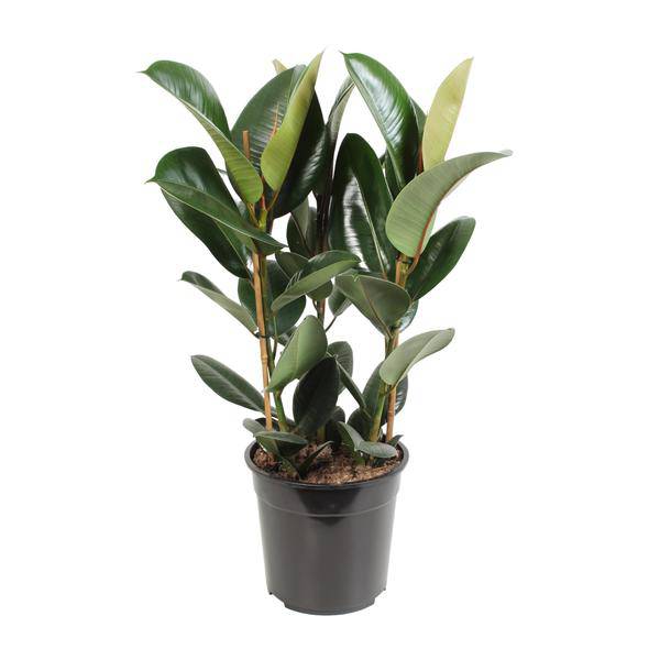 Gummibaum - Ficus Elastica Robusta - Zimmerpflanze - Ø27cm - ↕85cm