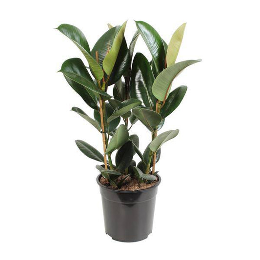 Gummibaum - Ficus Elastica Robusta - Zimmerpflanze - Ø27cm - ↕85cm