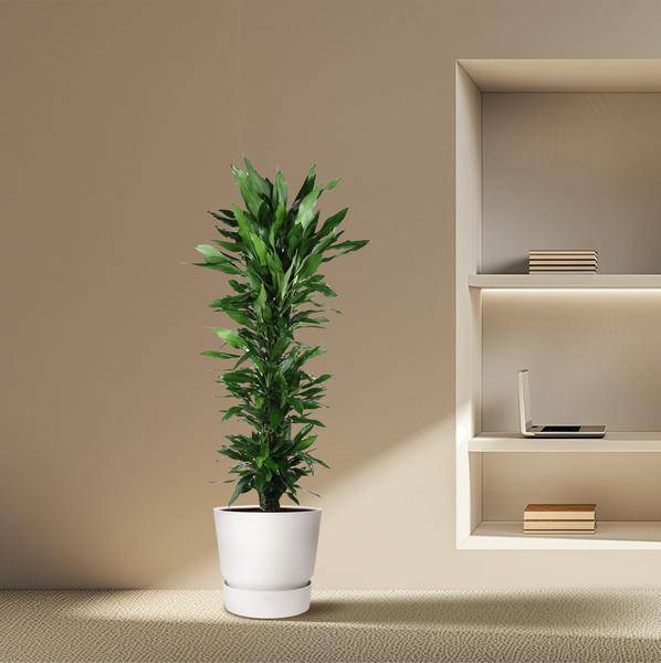Drachenbaum - Dracaena Janet Lind - Zimmerpflanze - 170cm - ø34cm