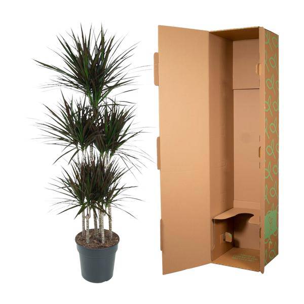 Drachenbaum - Dracaena Magenta Karussell - Zimmerpflanze -150cm - ø31cm