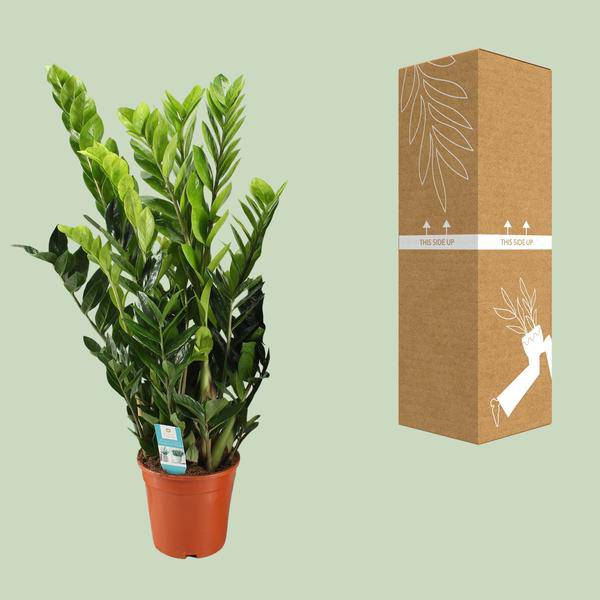 Glücksfeder - Zamioculcas Zamiifolia - Zimmerpflanze - Ø21cm - ↕95cm