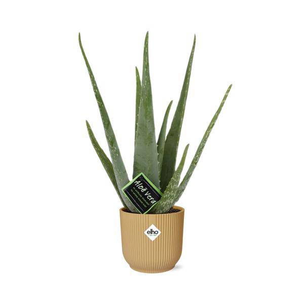 Echte Aloe - Aloe Vera - 12cm - Zimmerpflanze + Topf Vibes Fold 14cm Gelb