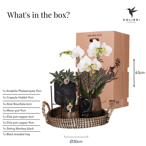 Pflanzenset Home Hub – Weiß blühende Phalaenopsis-Orchidee & 2 Grünpflanzen – inkl. Keramik-Ziertöpfe (Schwarz & Kupfer) – Geschenkset mit Zubehör – Topfgrößen 6cm & 9cm