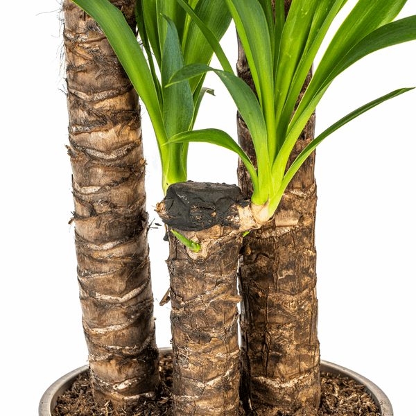 Yucca Elephantipes – Riesen-Palmlilie – Zimmerpflanze Ø24cm ↕120-140cm – Robust & pflegeleicht – Schwertförmige Blätter – Modernes Design